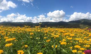 塞罕坝国家森林公园十一能去吗 塞罕坝国家森林公园